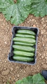 Courgette