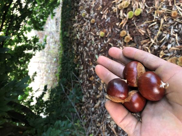 Castanhas