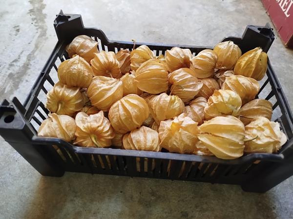 Physalis