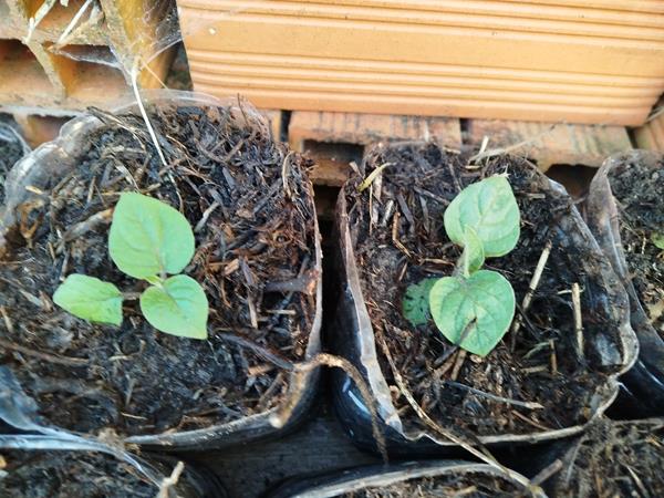 Plantas de Fisalis/physalis
