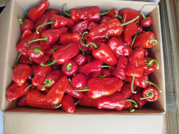 "Pimentos" picantes