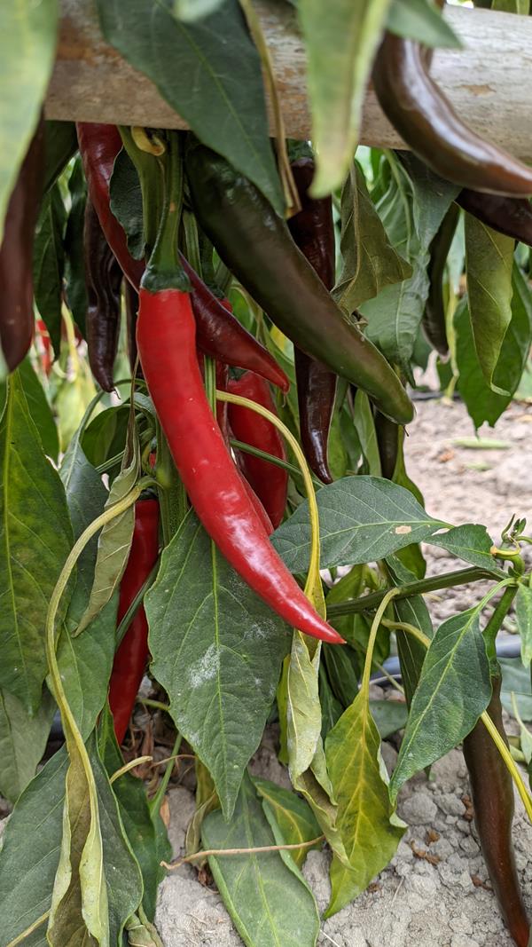 Pimenta cayenne