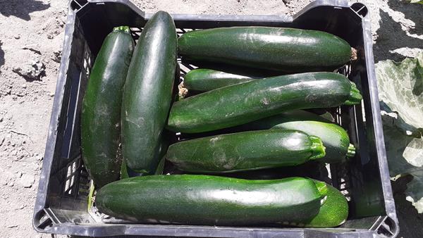 Courgette Fresca