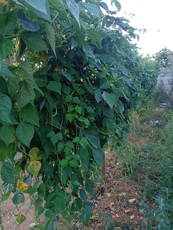 Feijão verde