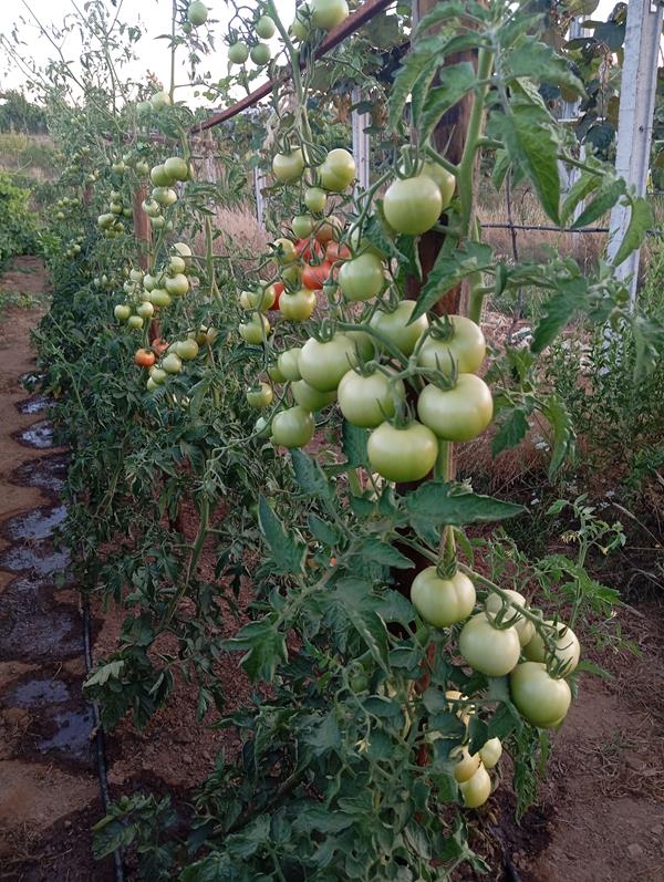 Tomate cacho