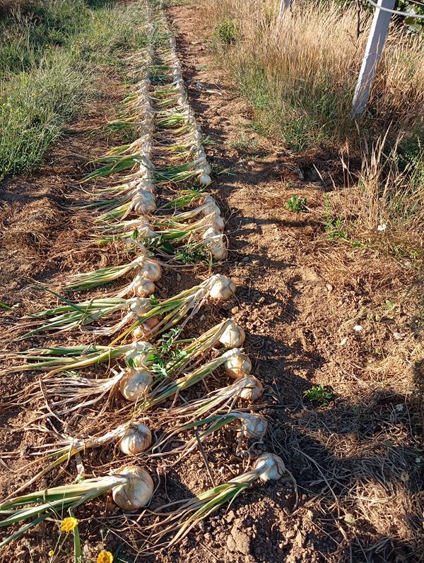 Cebola amarela bio