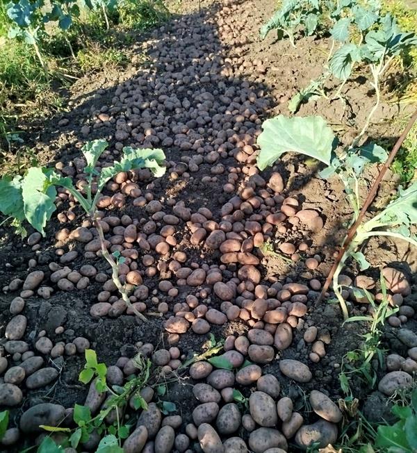 Batata branca/vermelha