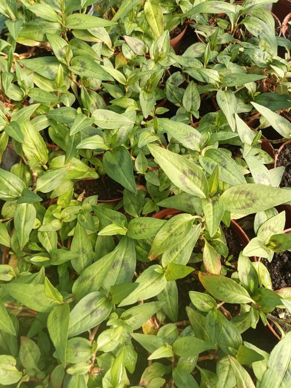 Hortelã Vietnamita (persicaria odorata)