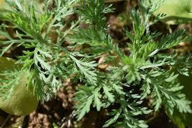 Cânfora de jardim (Artemisia camphorata)