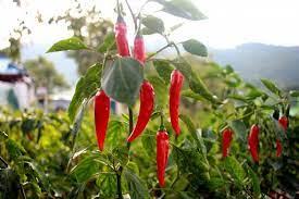 Malagueta Portuguesa (Capsicum frutescens)