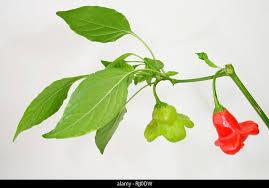 Malagueta sininhos (Capsicum baccatum var. pendulum)