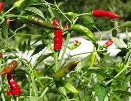 Jindungo (Capsicum frutescens var. piri piri)