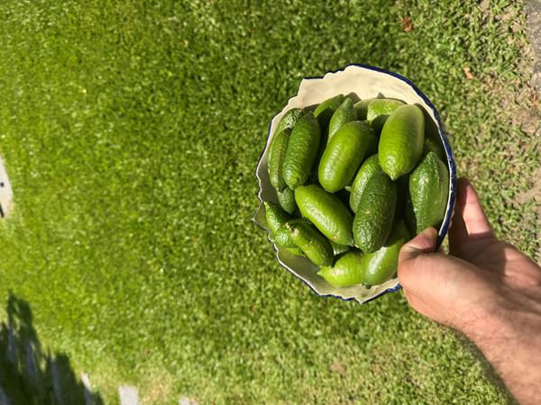Limão caviar