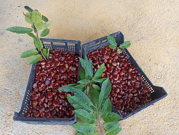 Castanhas Frescas em MPB