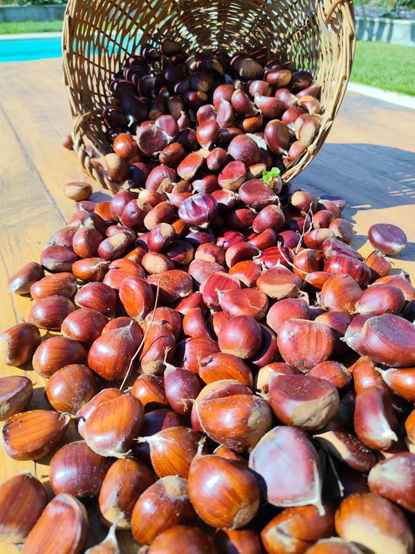 Castanhas fresca sem pesticidas em MPB