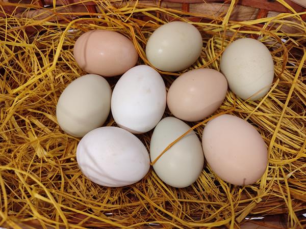 Ovos de galinhas criado ao ar livre