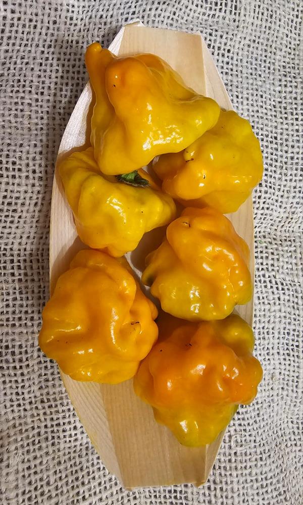 Malagueta "Scotch Bonnet" - 50gr.