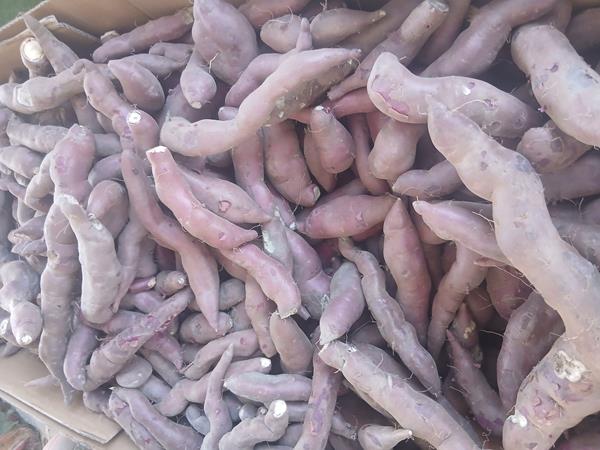 Batata doce