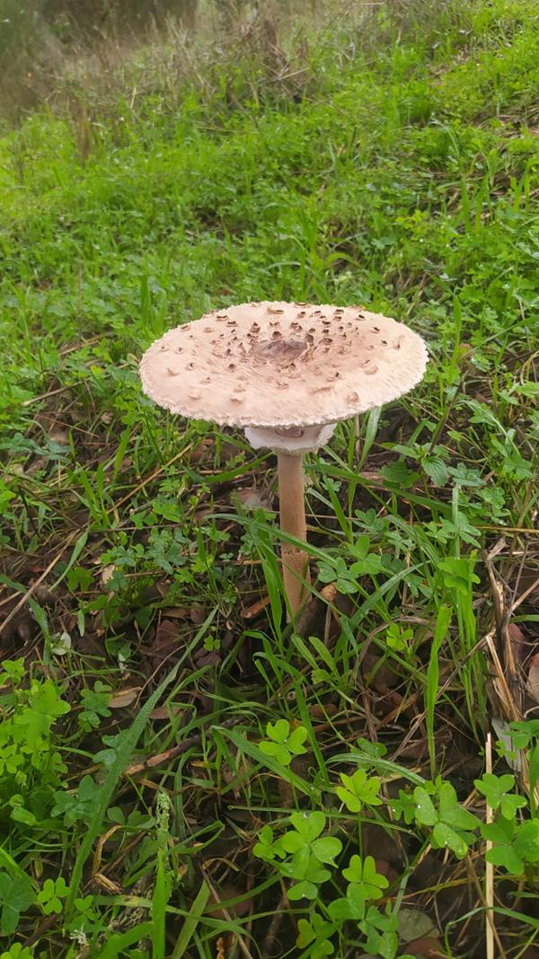 Macrolepiota Procera - cogumelos silvestres