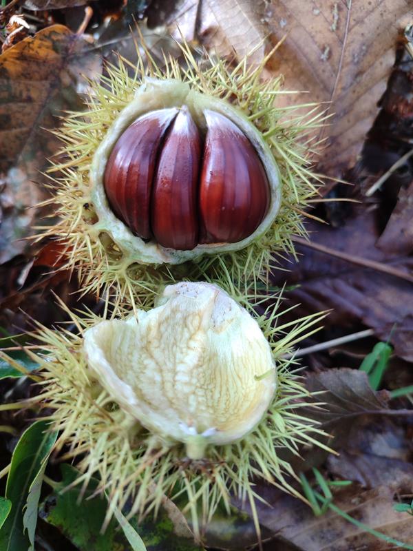 Castanhas da Serra São Mamede