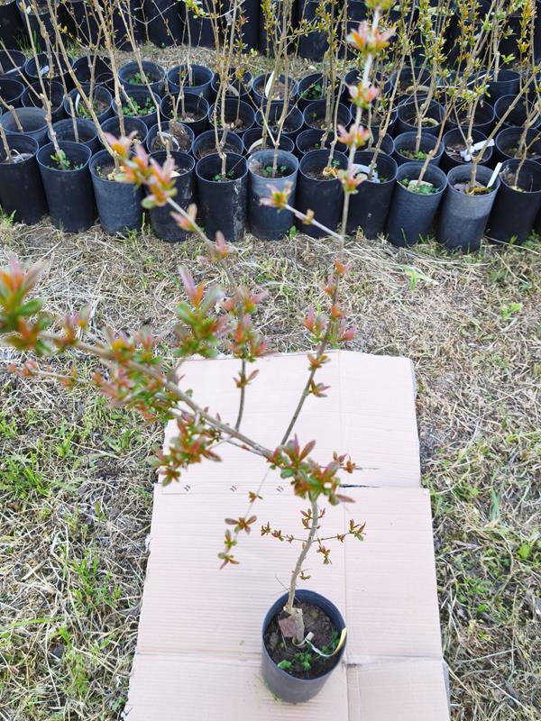 Romãzeira - Parfianka