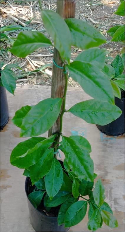Ora-pro-nóbis  (Pereskia Aculeata)
