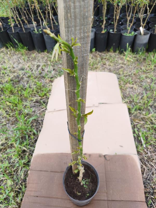 Ora-pro-nóbis  (Pereskia Aculeata)