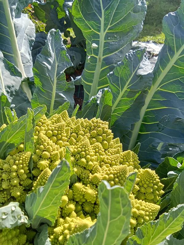 Couve Romanesco