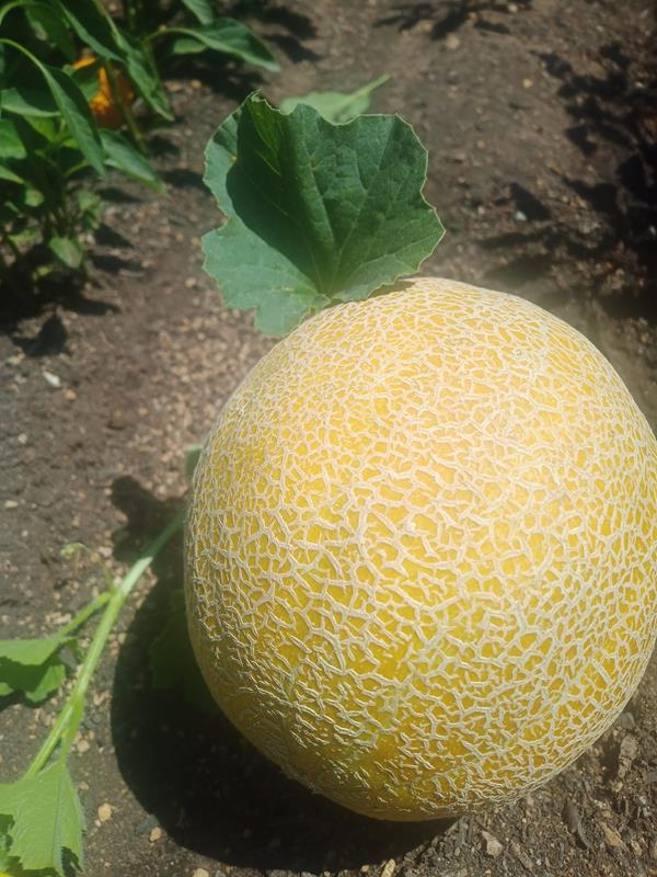 Meloa Galia