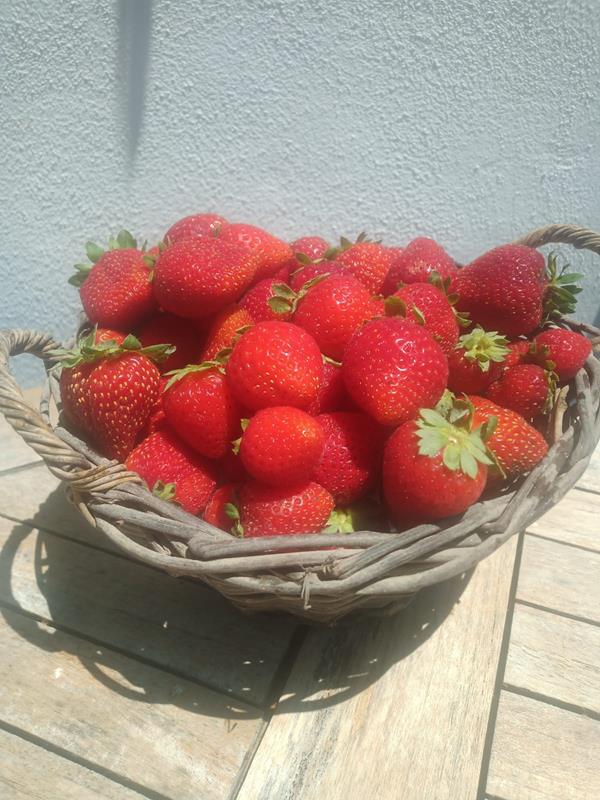 Morangos