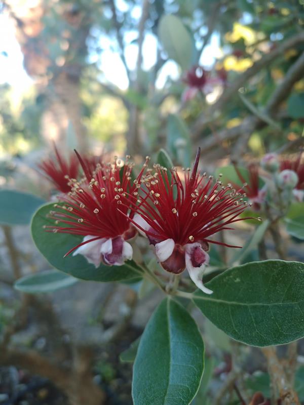 Feijoa