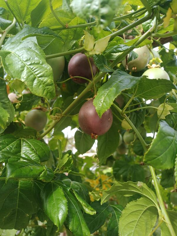 Maracujá roxo