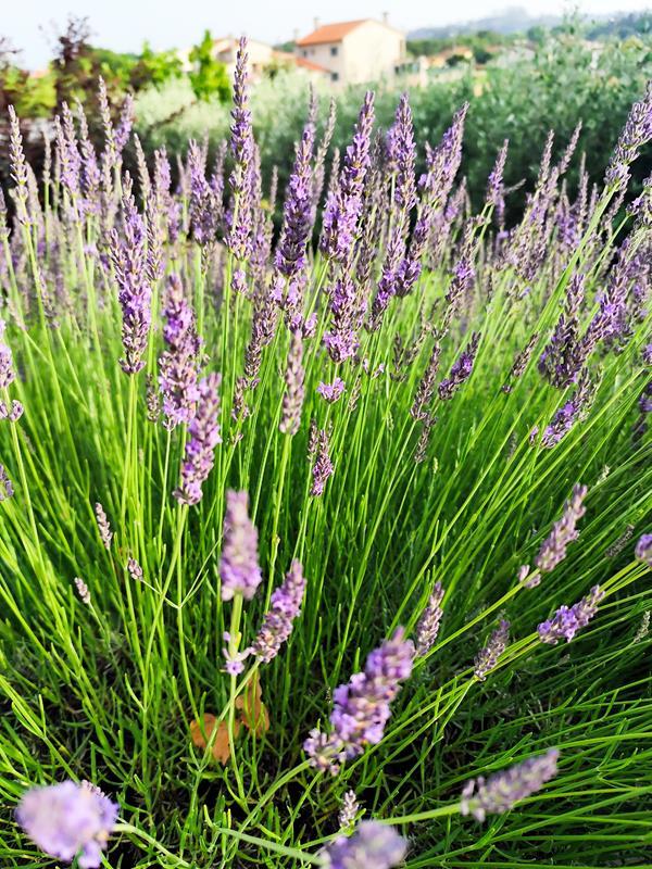 Lavanda