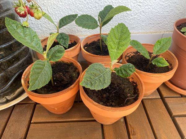 Nespereiras Germinadas