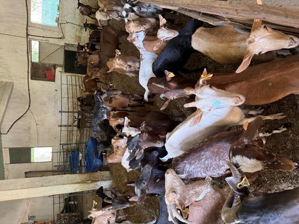 Vendo rebanho de 68 cabras