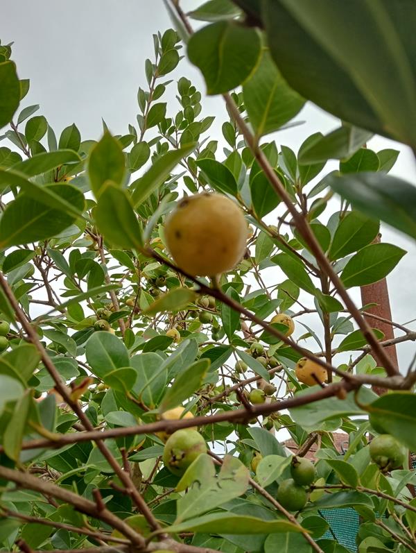 Araçá amarelo