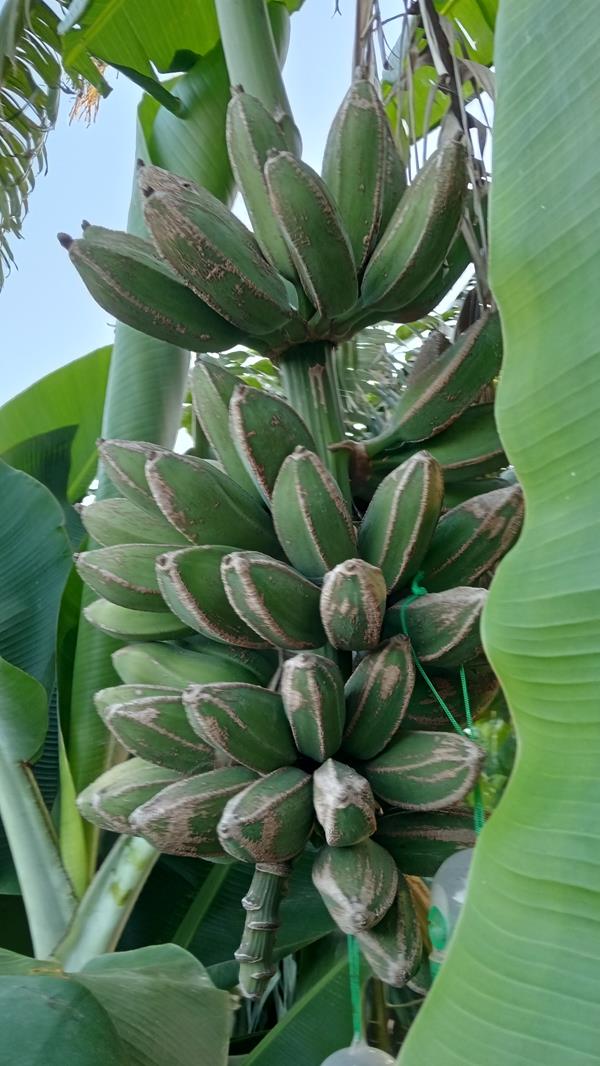 Bananeira