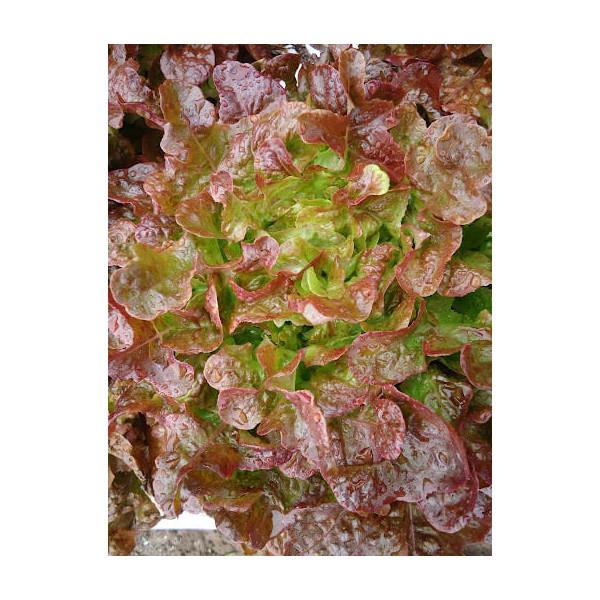 Alface Frisada roxa