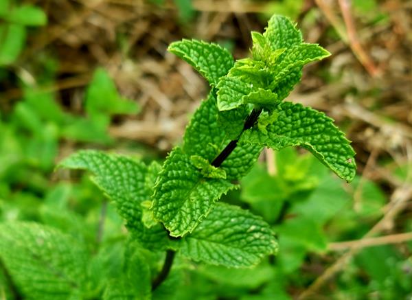 Hortelã-comum (Mentha spicata L.)