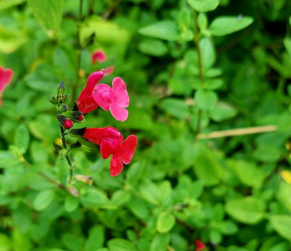 Rapazinhos (Salvia microphylla Kunth)