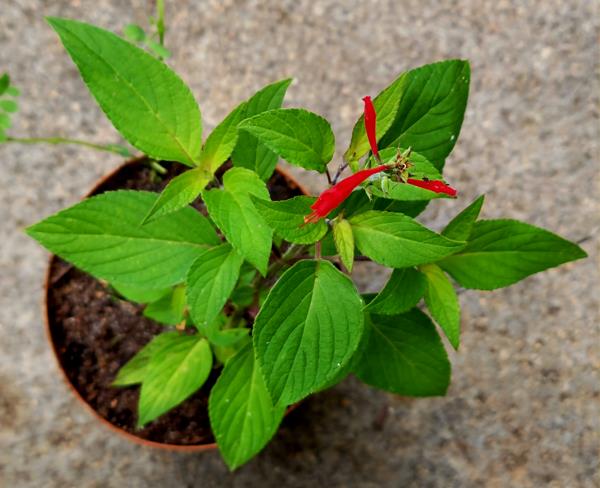 Sálva-ananás (Salvia elegans Vahl)