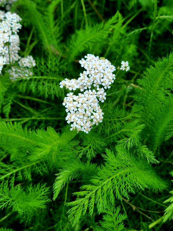 Milefólio (Achillea millefolium L.)