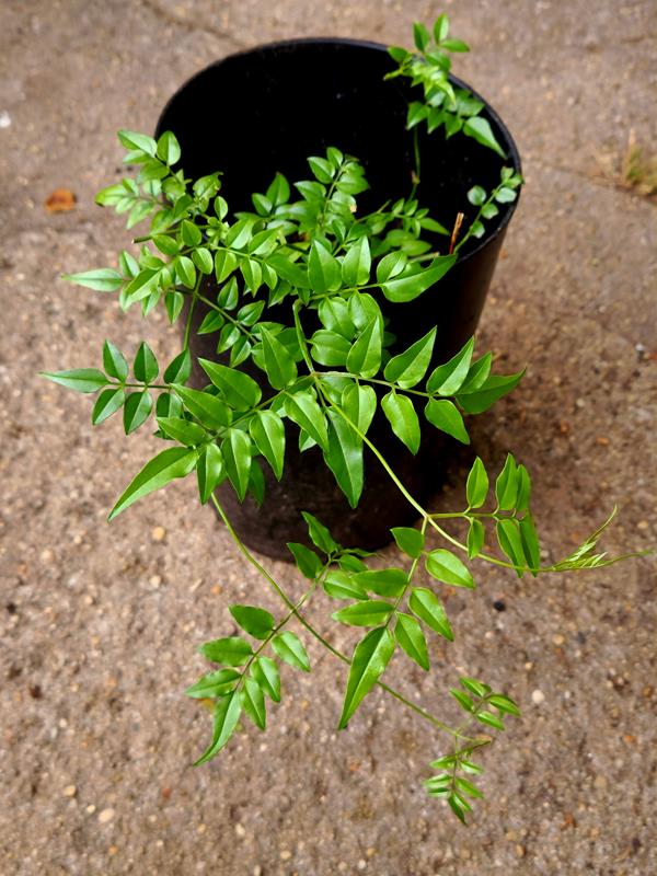 Jasmim-dos-poetas (Jasminum polyanthum Franch.)