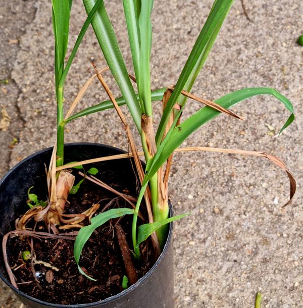 Erva-príncipe (Cymbopogon citratus (DC) Stapf.)