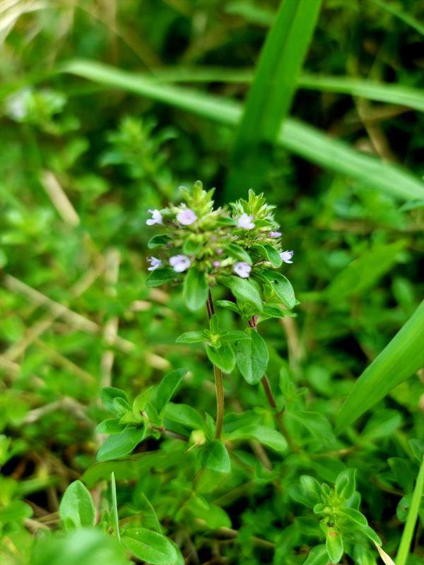 Serpilho (Thymus pulegioides L.)