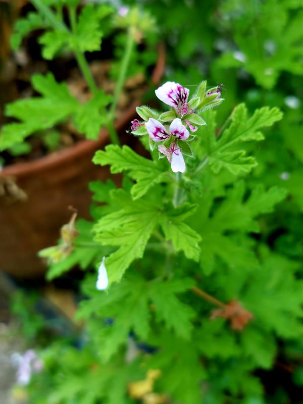 Gerânio-de-cheiro (Pelargonium graveolens L