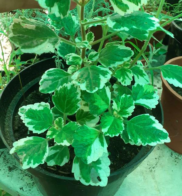 Planta-do-incenso (Plectranthus spp.)