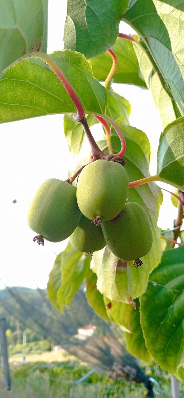 Kiwi baby Bio