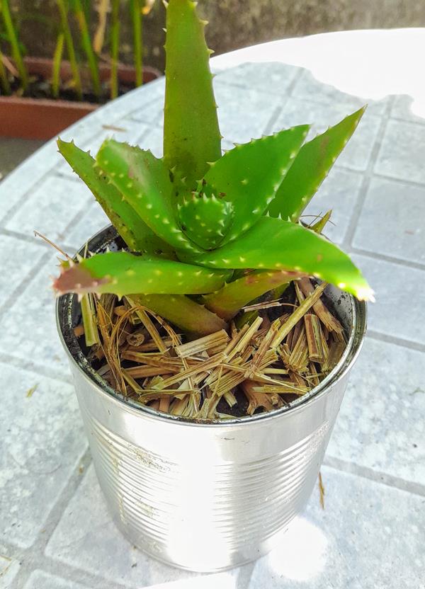 Aloe arborescens