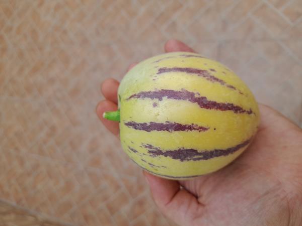Pêra-Melão / Melão-Andino